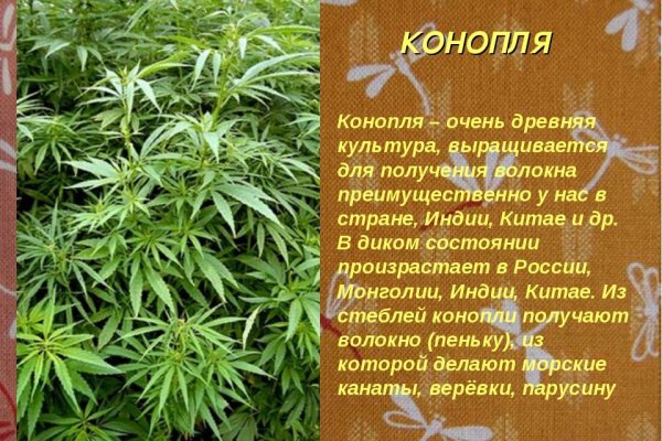 Кракен zerkalo pw