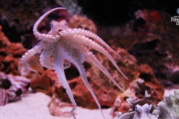 Kraken домен