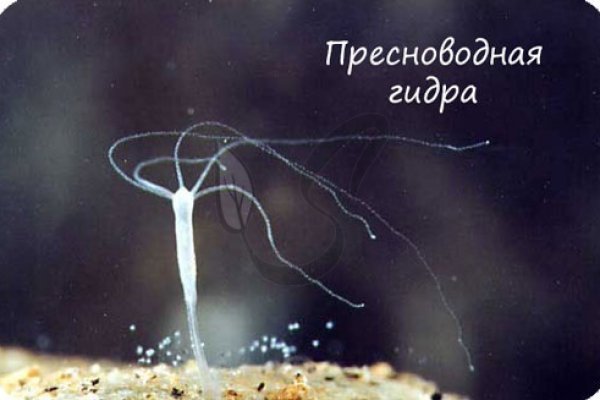 Активная ссылка на кракен